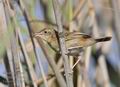 Cisticola_juncidis_ga1647