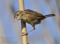 Cisticola_juncidis_ga1648