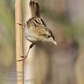 Cisticola_juncidis_ga1653