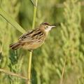 Cisticola_juncidis_ga1867