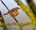 Cisticola_juncidis_mc8614