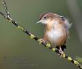 Cisticola_juncidis_mc8619