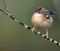 Cisticola_juncidis_mc8633