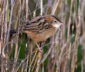 Cisticola_juncidis_mc8637