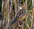 Cisticola_juncidis_mc8656