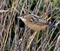 Cisticola_juncidis_mc8666