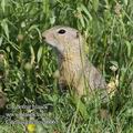 Citellus_citellus_f6065