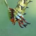 Citheronia_regalis_ai4899