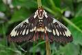 Citheronia_splendens_jf4254