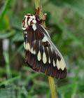 Citheronia_splendens_jf4278