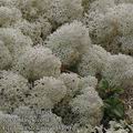 Cladonia_stellaris_dd3490