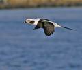 Clangula_hyemalis_bp6879