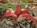 Clathrus_archeri_ac7408