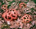 Clathrus_ruber_UK:_Latticed_ornate_stinkhorn_FI:_Gallersvamp_FR:_Clathre_grillagé_clathre_rouge_NL:_Traliestinkzwam_IT:_Clatro_rosso_DE:_Scharlachroter_Roter_Gitterling_PL:_okratek_czerwony_SK:_Mrežovka_červená_CZ:_Mřížovka_červená_NO:_Gittersopp