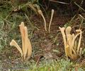 Clavaria_argillacea_a8800