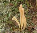 Clavaria_argillacea_a8801