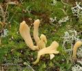 Clavaria_argillacea_aa8803