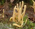 Clavaria_argillacea_a8806