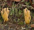 Clavaria_argillacea_a8807