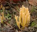 Clavaria_argillacea_a8814