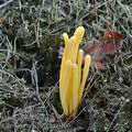 Clavaria_argillacea_b0100