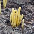 Clavaria_argillacea_b0102