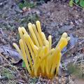 Clavaria_argillacea_bm7034