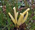 Clavaria_argillacea_bt1229