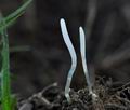 Clavaria_falcata_jd4695