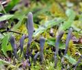 Clavaria_greletii_bi5130