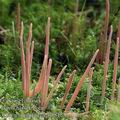 Clavaria_purpurea_al5812