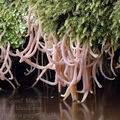 Clavaria_purpurea_al5835