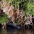 Clavaria_purpurea_al5840