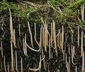 Clavaria_purpurea_bo8677