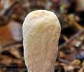 Clavariadelphus_ligula_bv2394