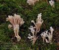 Clavulina_coralloides_bp4575