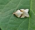 Clepsis_spectrana_hz3445
