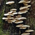 Climacocystis_borealis_bi5713