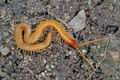 Clinopodes_flavidus_aa5878