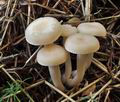 Clitocybe_agrestis_ce4641