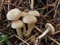 Clitocybe_agrestis_ce4643