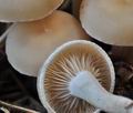 Clitocybe_agrestis_ce4648