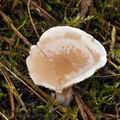 Clitocybe_cerussata_bm8659