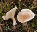 Clitocybe_cerussata_bm8663