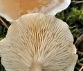 Clitocybe_cerussata_bm8665