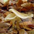 Clitocybe_clavipes_al9634