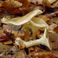 Clitocybe_clavipes_al9637