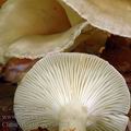 Clitocybe_clavipes_al9639