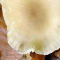 Clitocybe_clavipes_al9642