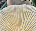 Clitocybe_clavipes_bm2679